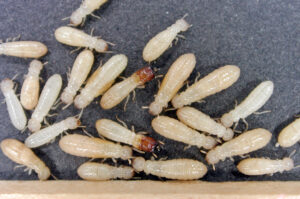 Cryptotermes secundus, white termites with brown heads 