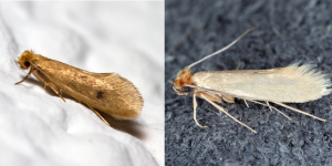 case making and webbing clothes moths