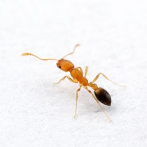 Pharaoh ant
