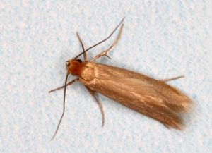 webbing clothes moth
