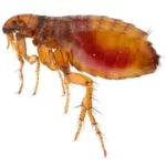 Cat flea