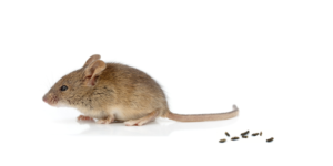 house mouse with droppings