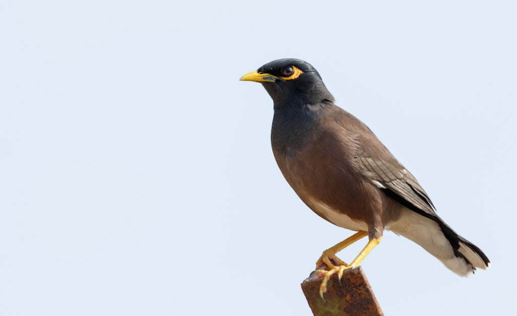 Indian myna