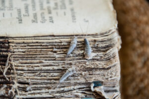Silverfish damage to books