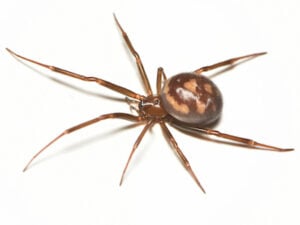 Pale form of Steatoda grossa