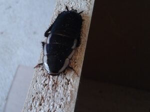Shining cockroach (Gisborne cockroach)