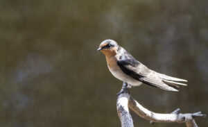 Welcome swallow