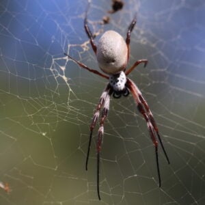 Golden orb weaver spider