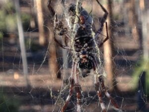 Golden orb weaver and prey