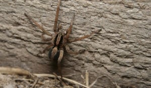 Wolf Spider