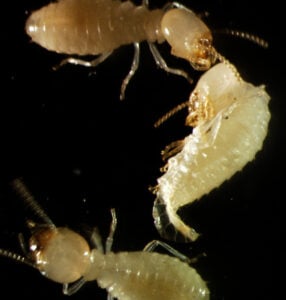 termite moulting