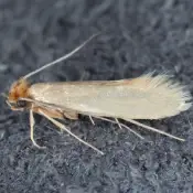 Clothes moth - fabric pest
