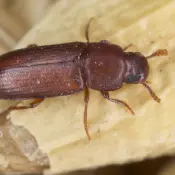 Flour beetle - stored product pest
