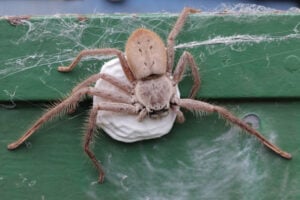 huntsman spider egg sac