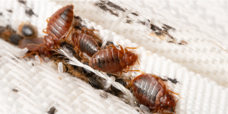 Group of bed bugs on a mattress