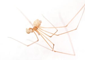 daddy long legs spider eggs