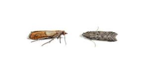 An Indian meal moth next to a Mediterranean flour moth
