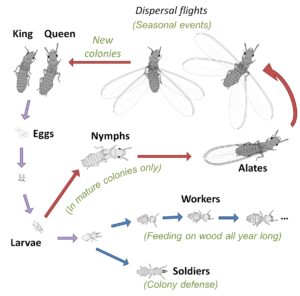 Life cycle in Coptotermes