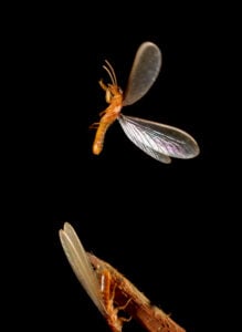 Termite alate taking flight