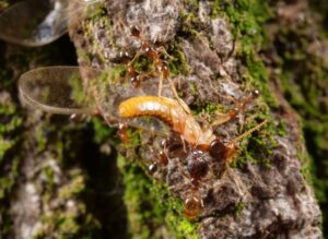 Termite alate