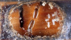 Termite copulation