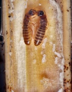 Young termite colony
