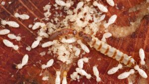 Termite queen and king