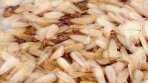 Termite alates