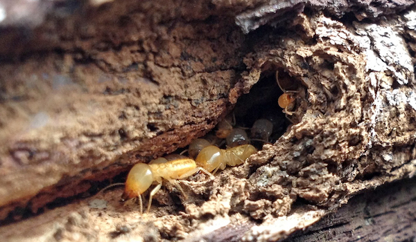 Schedorhinotermes termites soldiers and workers
