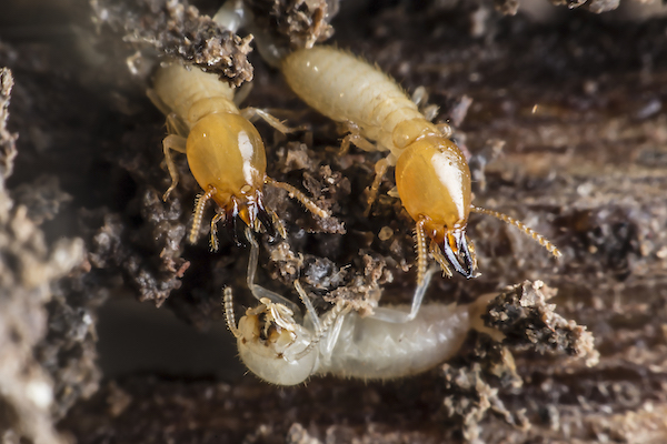Three termites close up with soil in the background