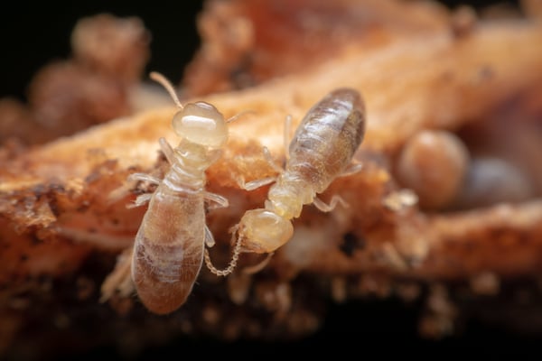 Termite workers
