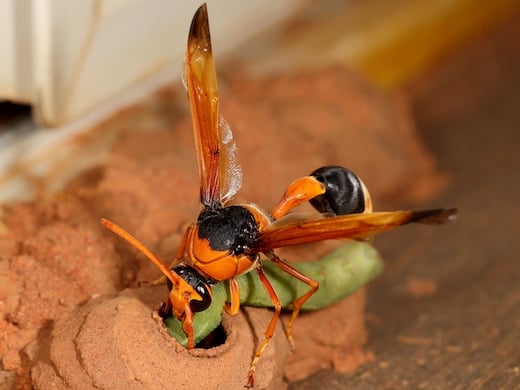 Potter wasp