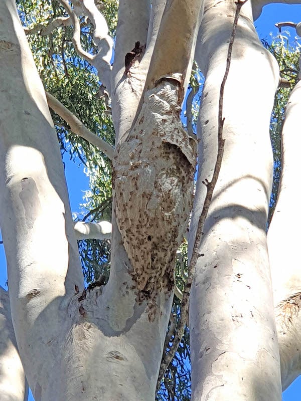 The ‘paper bag’ best of the yellow brown paper wasp