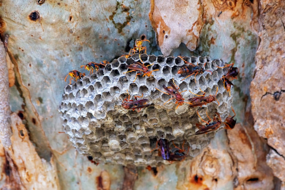 Wasp nest in a eucalyptus tree in the Australian bushland