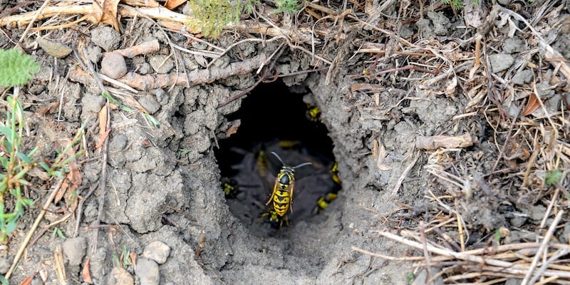 European wasp nest