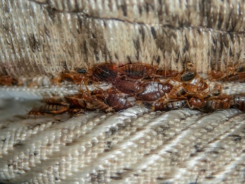 Serious bed bug infestation on mattress