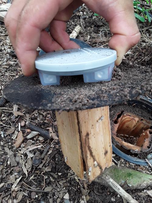 TermiSensor installed on top of timber monitoring blocks