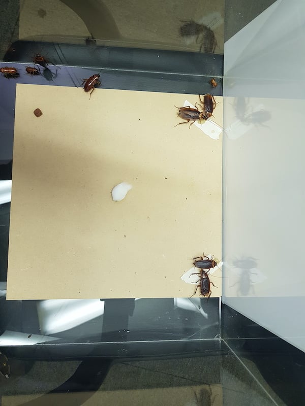 laboratory setup involving cockroaches