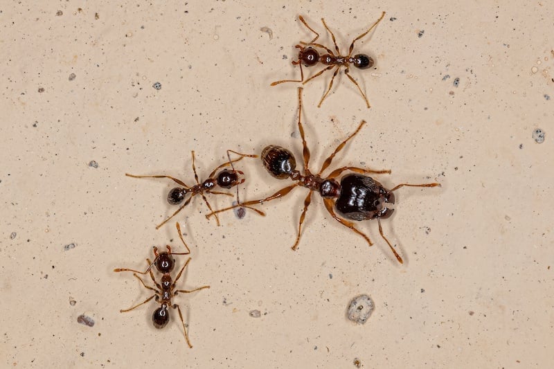Big-headed (or coastal brown) ants