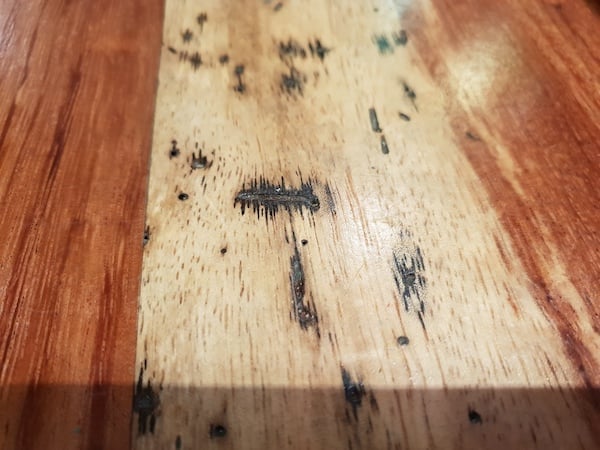 Ambrosia beetle damage