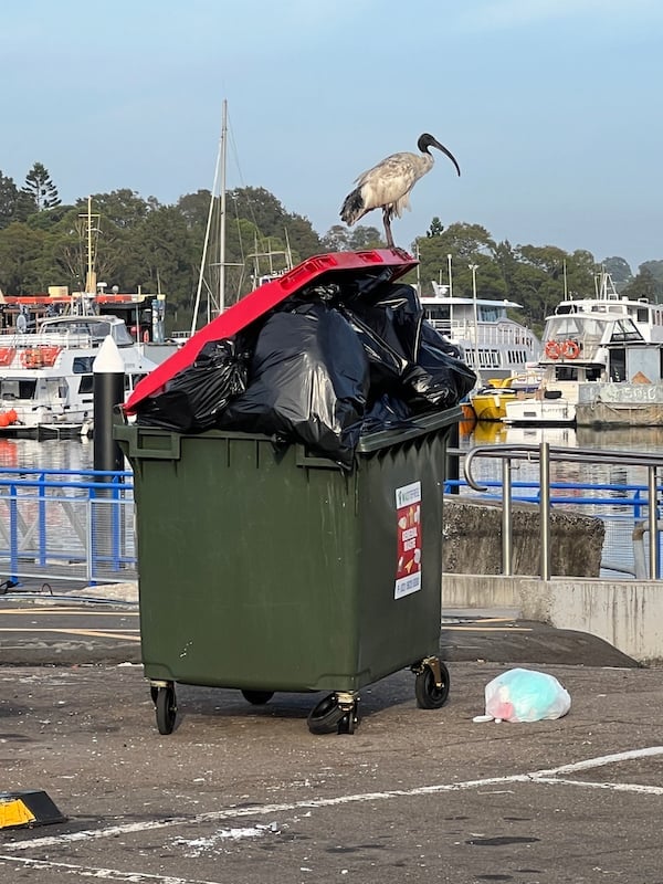 Australian Ibis - the 'bin chicken' - are a significant pest around garbage bins