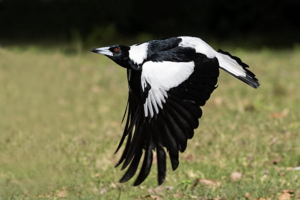 Australian magpie