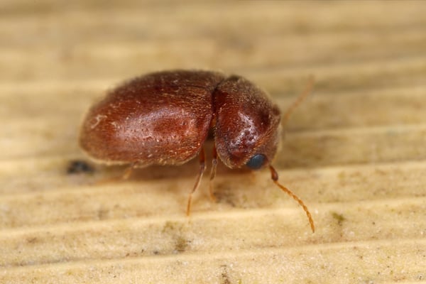 Lasioderma serricorne or cigarette beetle
