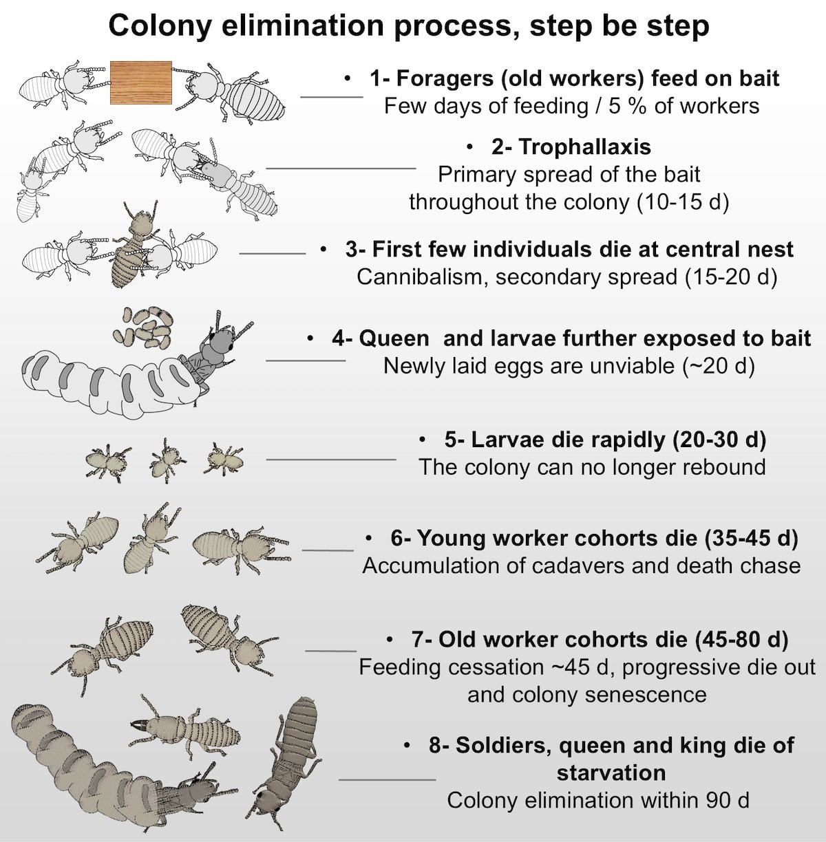 Colony Elimination by Termite Baits Infographic