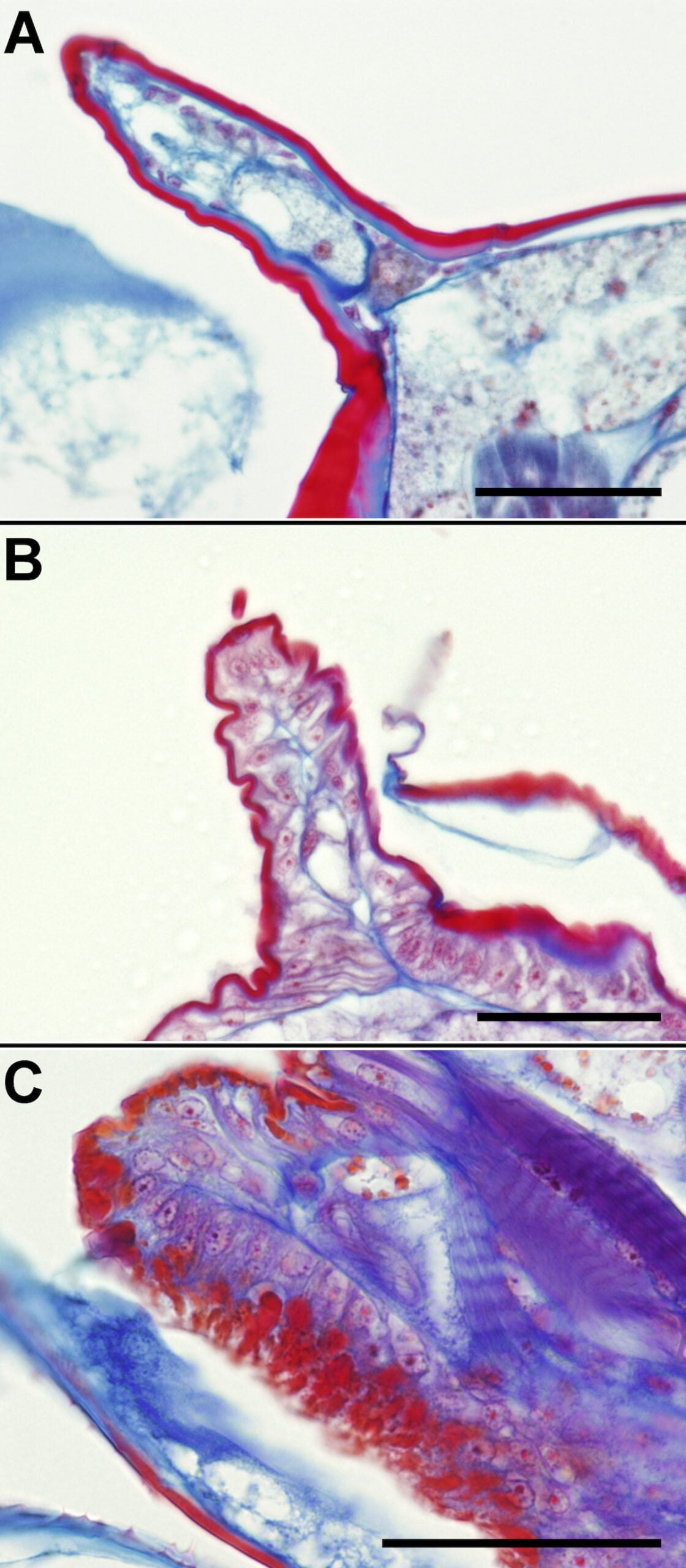 Coptotermes cuticle normal moulting and bait affected