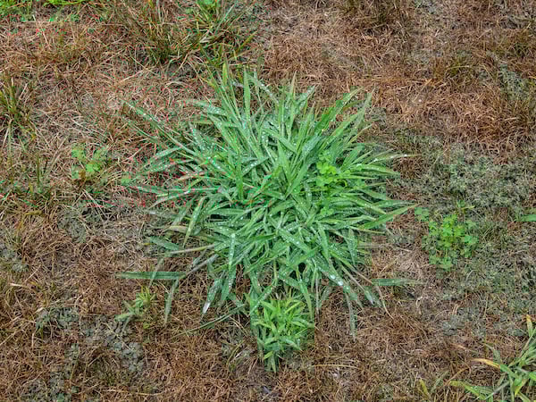 Crabgrass or crowsfoot (Eleusine indica)