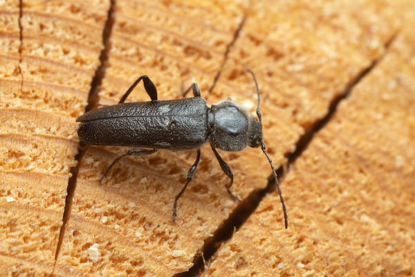 Female European house borer (Hylotrupes bajulus) laying eggs on pine timber