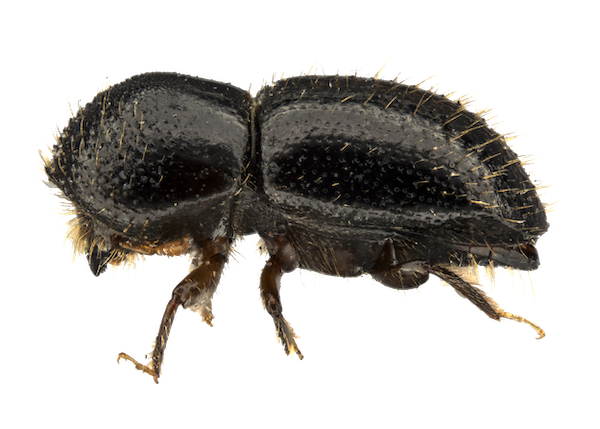 Euwallacea-fornicatus shot hole borer