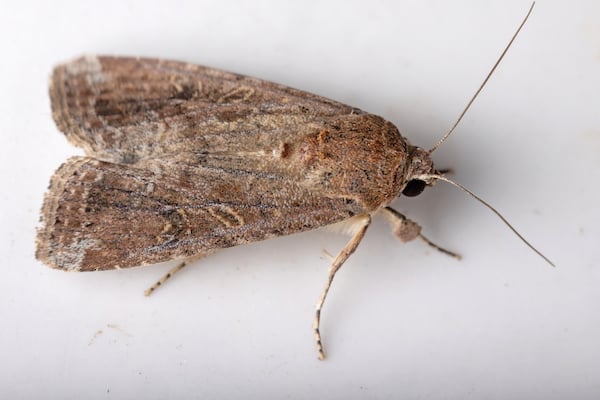 Fall armyworm moth