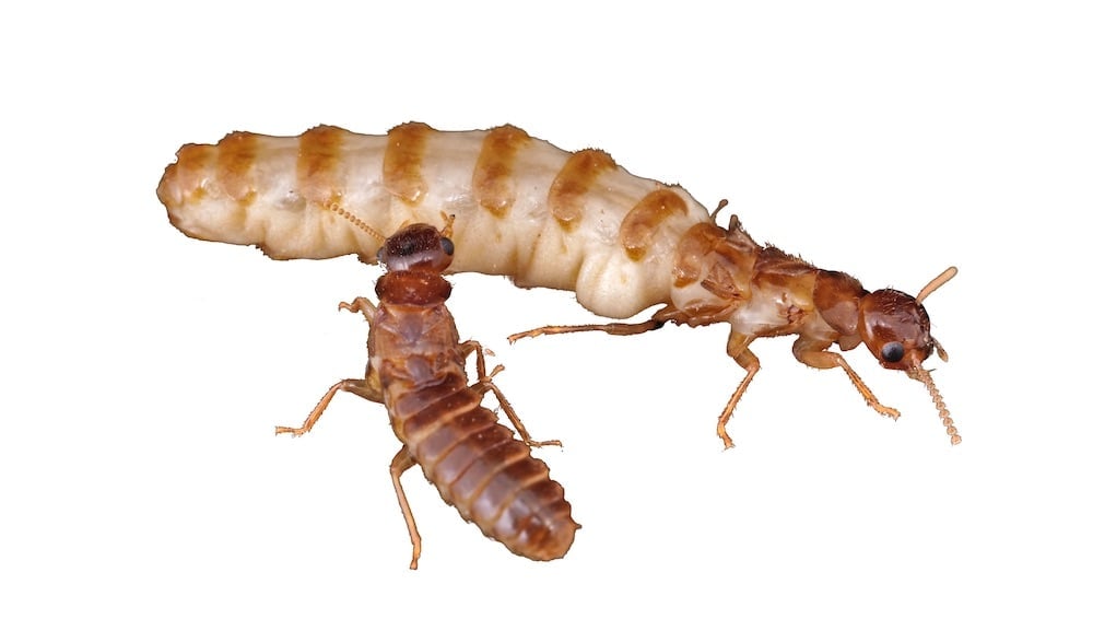 two termites on a white background